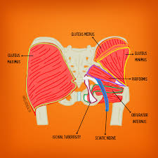 Image result for Obturator Nerve Compression