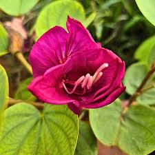 Image result for Bauhinia tomentosa