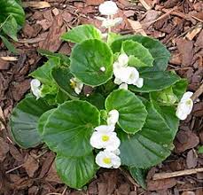 Image result for Begonia meyeri-johannis
