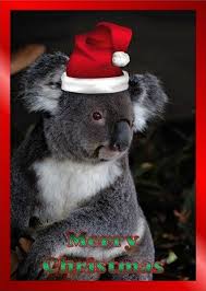 Christmas Koala Picture Christmas Animals Pet Holiday Cards Australian Christmas