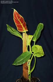 Philodendron Subhastatum