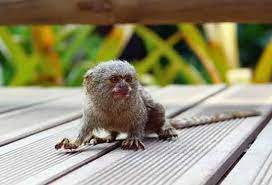13 Small Monkey Breeds With Big Cute Eyes Some Can Be Pets Monkey Breeds Pet Monkey Pygmy Marmoset