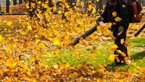 We did not find results for: Why We Should Ditch Leaf Blowers