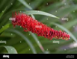 Image result for Phormiaceae