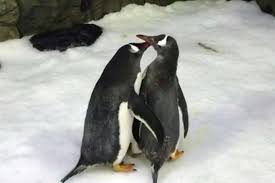 Gender ideology, times columnist janice turner commented, is scrambling the brains of scientists. Daddy Cool Same Sex Penguin Couple Become Parents