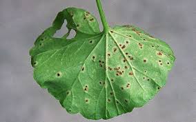 Rusts are plant diseases caused by pathogenic fungi of the order pucciniales (previously known as uredinales). How To Get Rid Of Rust Kings Plant Doctor