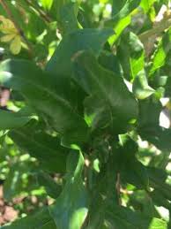 Description pomegranate, punica granatum, is a deciduous or evergreen tree or shrub in the family punicaceae grown for its edible fruits. Pomegranate Tree Grow Lots Of Pomegranates At Home