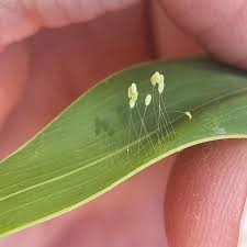 Image result for Nicolasia nitens