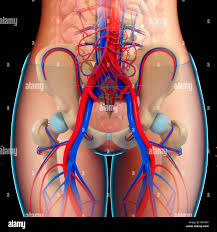 Parts Of The Body In English And Spanish