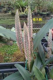 Image result for Bulbophyllum oreonastes