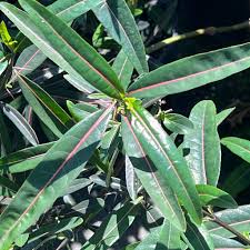 Image result for Barleria spinulosa