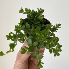 Image result for Pellaea doniana