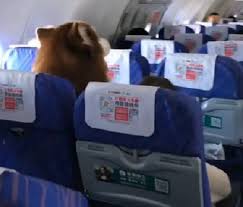 Tutti in auto e si parte! Il Cane Seduto In Aereo Il Video Fa Impazzire La Rete