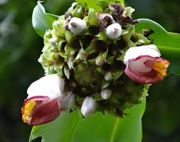 Image result for Costus afer