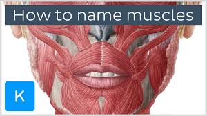 The muscles of the human body can be categorized into a number of groups which include muscles relating to the head and neck, muscles of the torso or trunk, muscles of the upper limbs, and muscles of the lower limbs. How Are Muscles Named Terminology Human Anatomy Kenhub Youtube