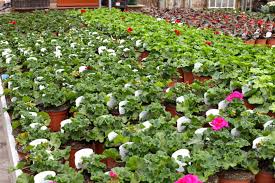 Pavilion Nursery 1st May 2014 Summer Color Plants Www Thepavilion Ie Plants Fine Gardening Plant Nursery