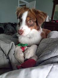 Beautiful australian shepherd puppies for sale. Austin Tx Australian Shepherd Meet Cowboy A Pet For Adoption