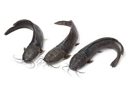 Share to twitter share to facebook share to pinterest. Ikan Keli Per Pack Of 2 Pieces Gogopasar
