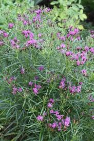 Image result for Vernonia adoensis