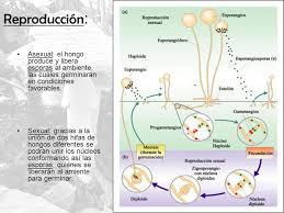 Resultado de imagen para REPRODUCCION FUNGI