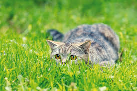 A wide variety of free feeding cats options are available to you, such as charging time, material, and get multiple quotes within 24 hours! Feeding Behavior In Cats