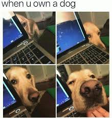 Please Pet Me Funny Dog Pictures Funny Animals Funny Animal Pictures