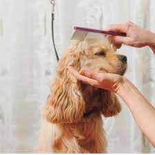 You'll enjoy it way more. The Posh Paw Dog Grooming Training Academy Home Facebook