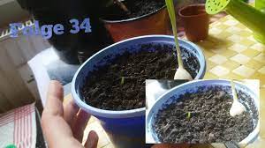 Aus samen lassen sich neue pflanzen ziehen. Hier Zeige Ich Die Aloe Vera Nach Der Aussaat Die Wunderpflanze Fur Die Haut Und Gestresste Akne Youtube