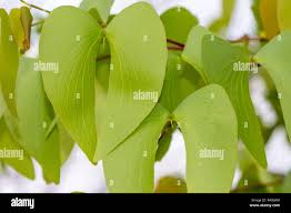 Image result for Colophospermum