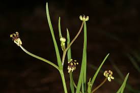 Image result for Camptorrhiza strumosa