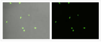 Image result for Neutralization Test