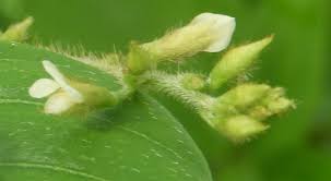 Image result for Teramnus