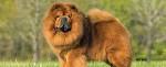 Chow Chow Dog Breed Profile | Petfinder