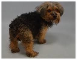 Small Black And Brown Fluffy Puppy Super Urgent Shaggy 11847 Owner Surrender 10 Yrs Old Male Tan Black Small Mixed Breed 13 4lbs Owner Sur 11 0 Animal Behavior Pet Life Small Dog Breeds