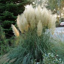 Pampasgras Pumila Ziergraser Gartenpflanzen Online Kaufen Bestellen In 2020 Pampasgras Pflanzen Gras