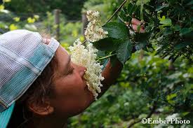 Thank you to those who purchased swamp milkweed plants