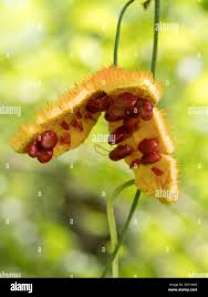 Image result for Momordica foetida