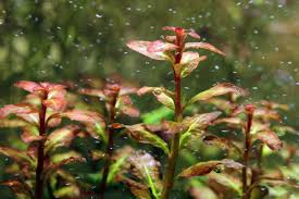 Image result for Ludwigia senegalensis