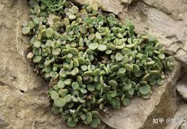 Image result for Dolichos bianoensis