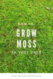 Moreover, moss has shallow roots, so it doesn't require digging to plant. How To Grow Moss In Your Yard Moss Lawn Growing Moss Moss Garden