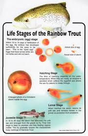 Trout Life Stages Jpg 1619 2525 Trout Fish Life Cycle Life Cycles