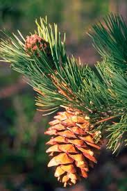 Colorado S Major Tree Species Colorado State Forest Service Douglas Fir Tree Colorado Blue Spruce Bristlecone Pine