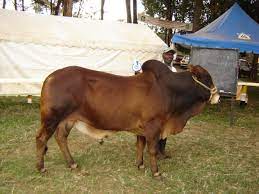 Jersey cow originates from the island of jersey, located on the channel. Cattle Breeds And Breeding Infonet Biovision Home