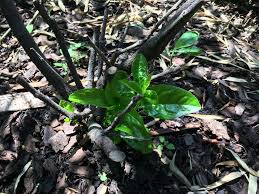 Der lorbeer ist ist eine der schönsten immergrünen kübelpflanzen, die vielen terrassen und hauseingängen einen edlen eindruck verleiht. Kirschlorbeer Schneiden Tipps Fur Eine Kirschlorbeer Hecke