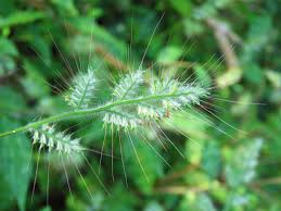 Image result for Oplismenus burmannii