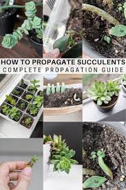 How To Propagate Succulents From Leaves And Cuttings Propagating Succulents Succulents Propagate Succulents From Leaves