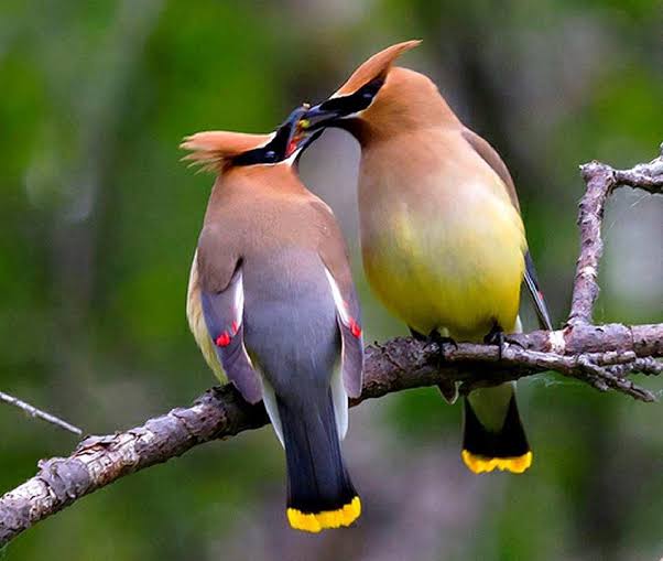 Birds and Climate Change | Nurture Nature Center