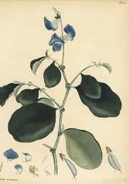 Image result for Crotalaria verrucosa