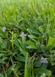 Image result for Murdannia tenuissima