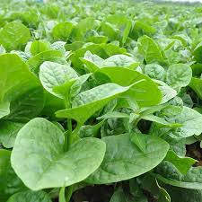 Image result for Basella